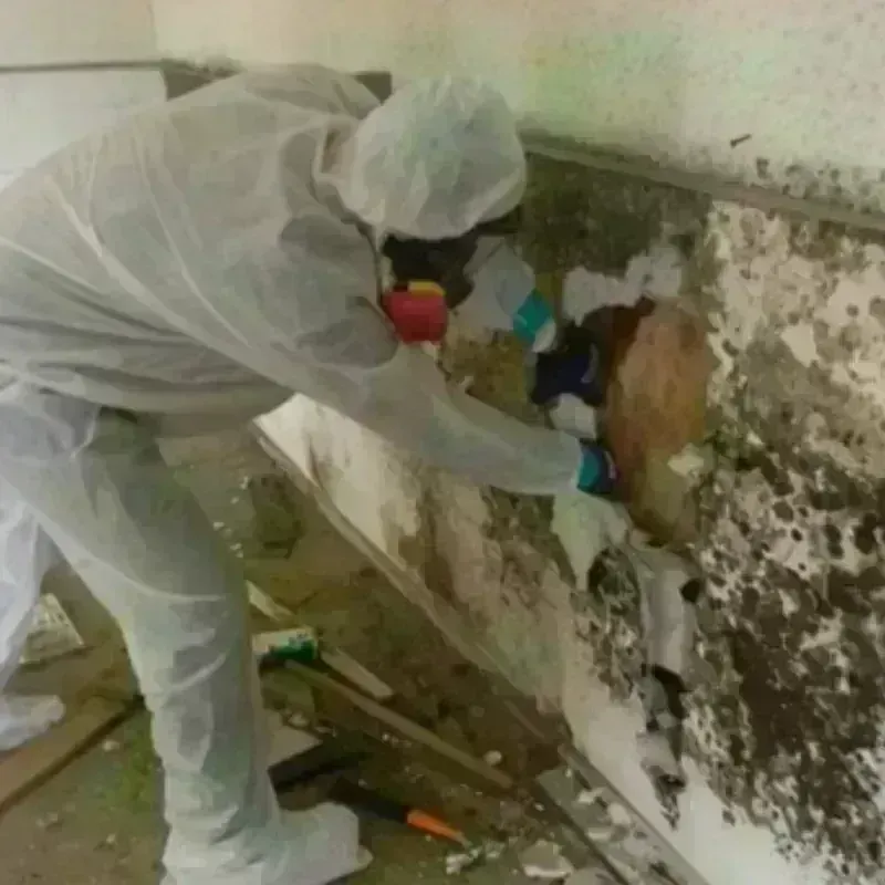 Mold Remediation and Removal in Brooke County, WV